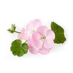 Body Butter - Olea Essence - Olea Essence - Israel Menu