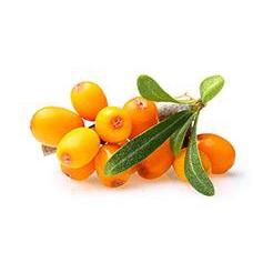 Rehabilitation Skin Cream - Olea Essence - Israel Menu