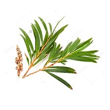 Natural Hand Cream Ingredient - Olea Essence - Natural BeautyQ